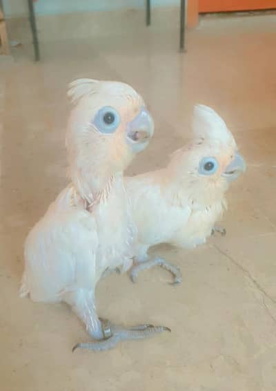 Goffin Cockatoo baby's/03152248124