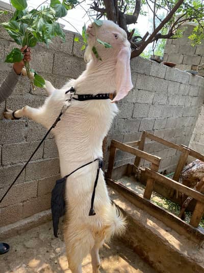 pure rajanpuri gulabi 2 dant  breader bakra