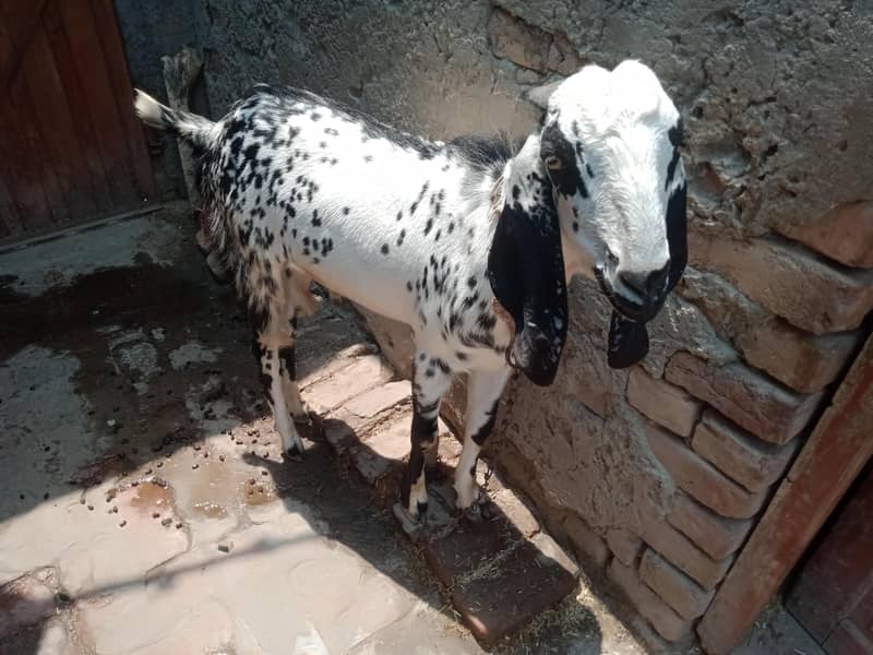 Goats 0