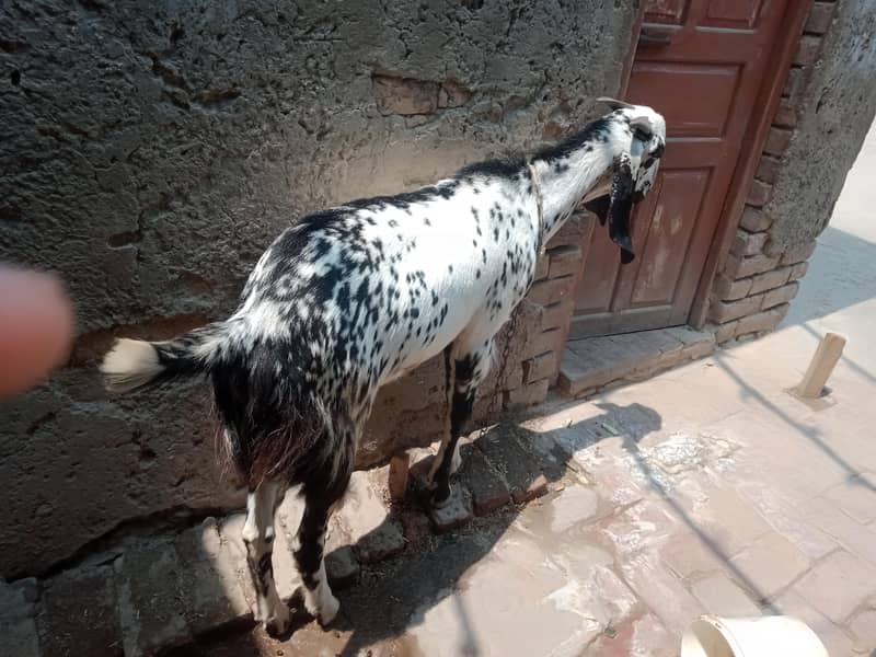Goats 1