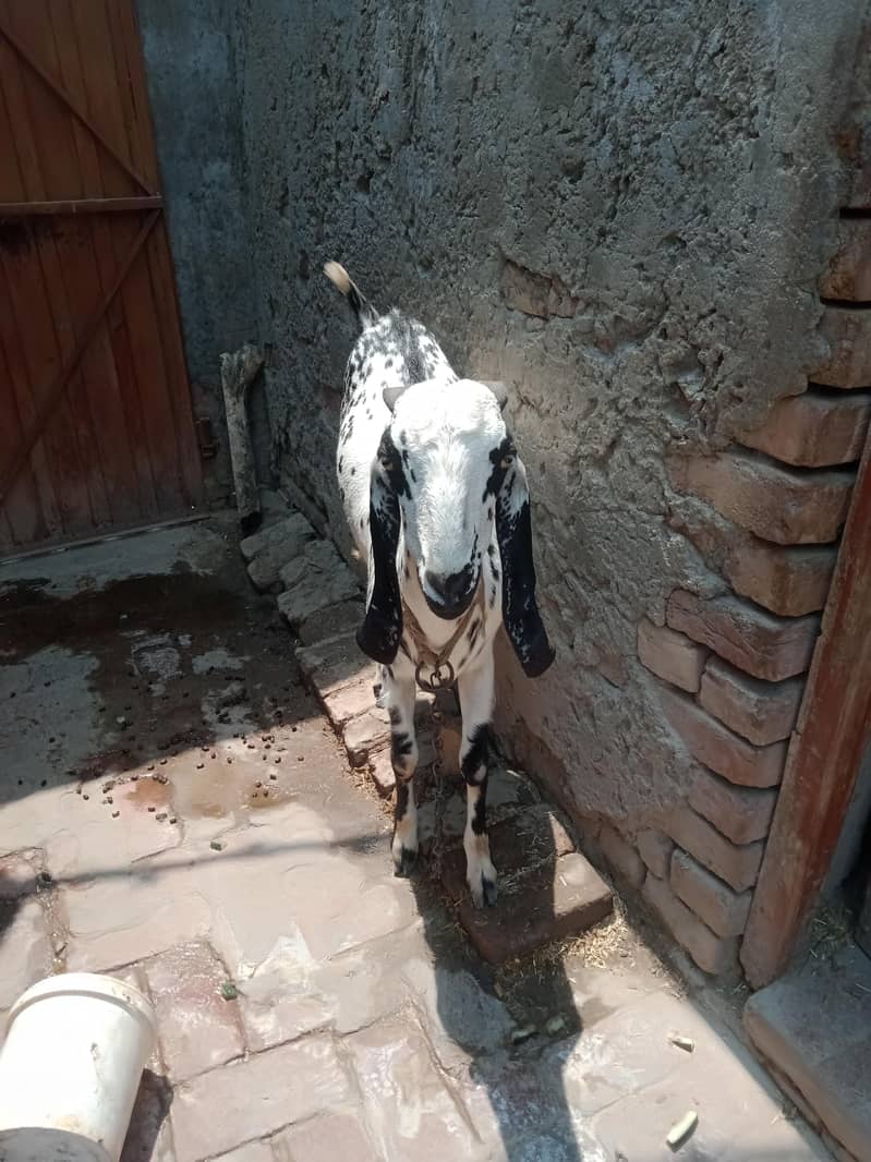 Goats 2