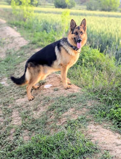 For Sale  Full Trained German Shefard Male High Quality