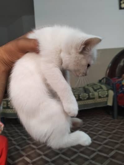 Persian