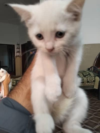 Persian