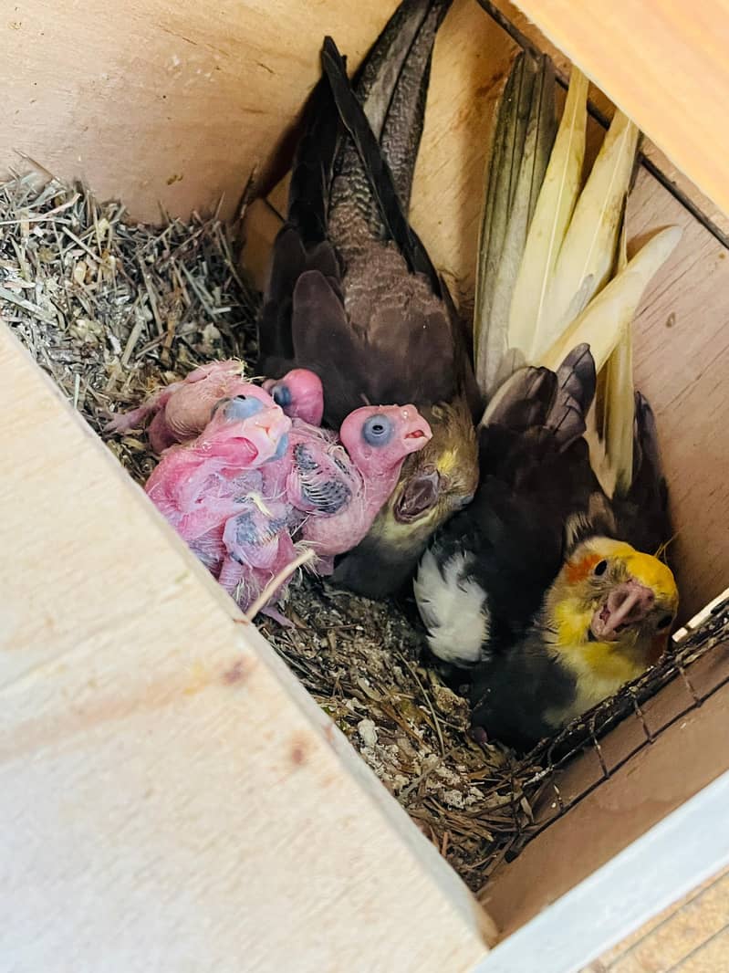 Parrots 1