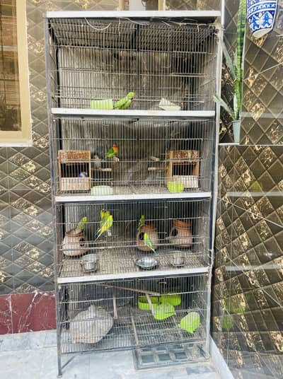 14 Parrots + Cage