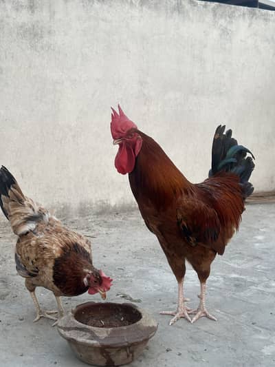 Desi Misri Hen and cock for sale