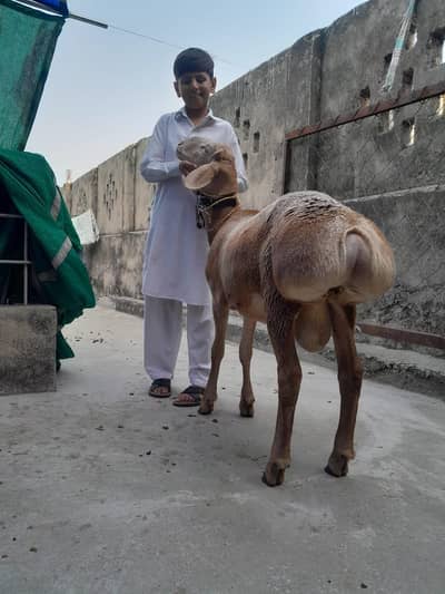 korbani 2026 achy wt ka duma hai watsup