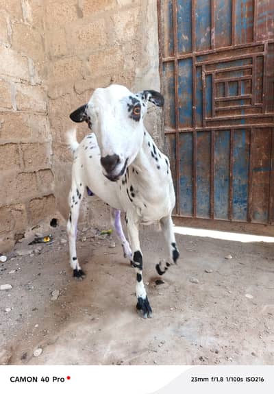 bakra 2 dant for sale khasi
