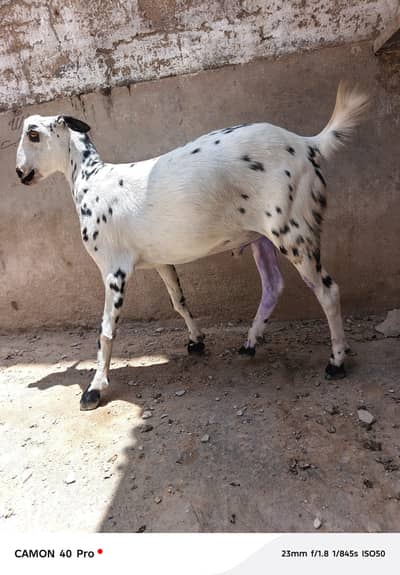 bakra 2 dant for sale khasi