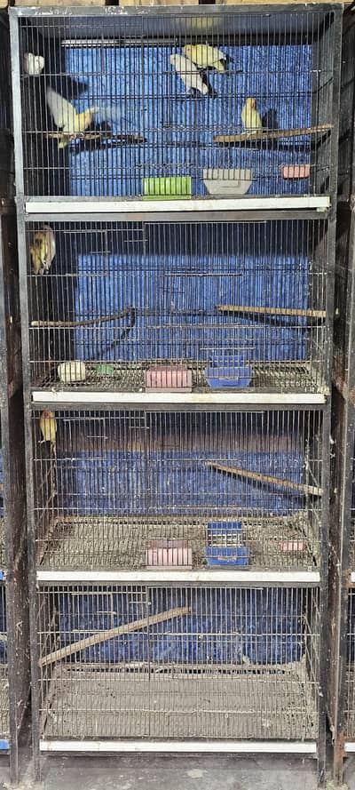 Birds cages