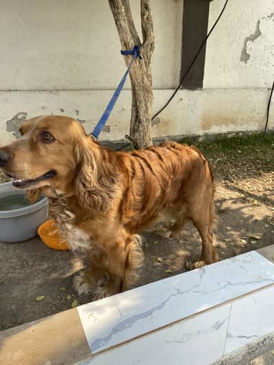 Cocker spaniel for sale