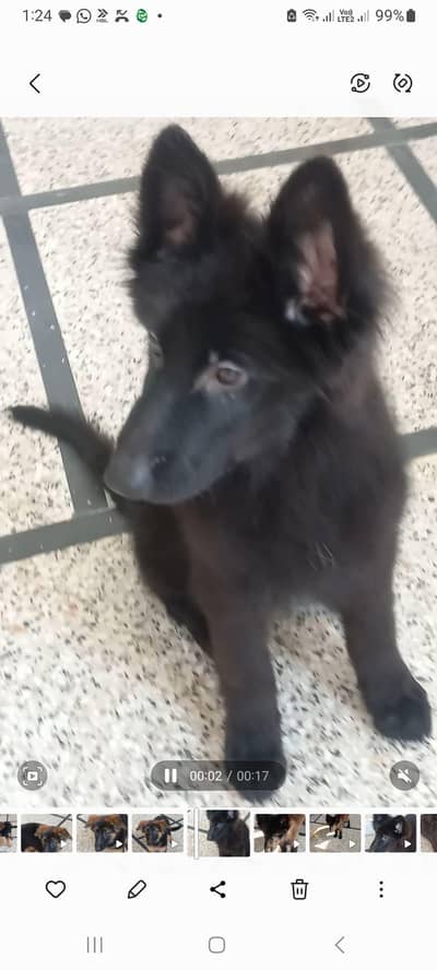 pedigree parents puppies non ped