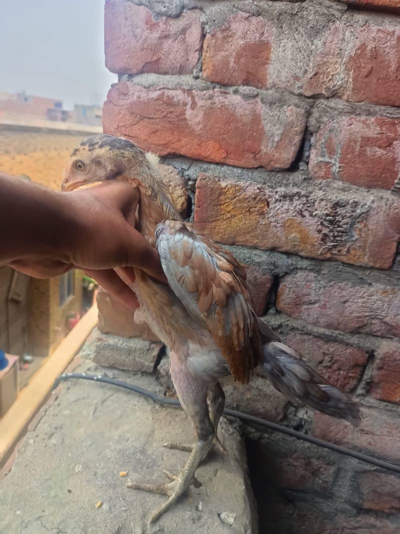 BURMI CHICKS 0