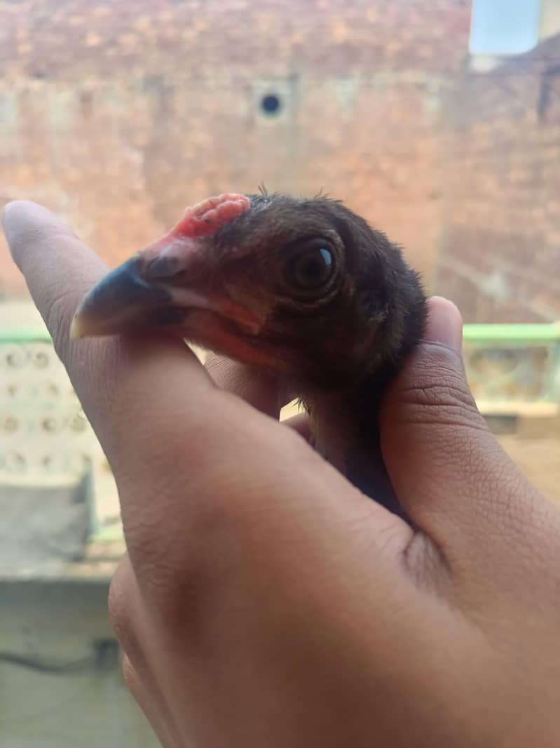 BURMI CHICKS 2