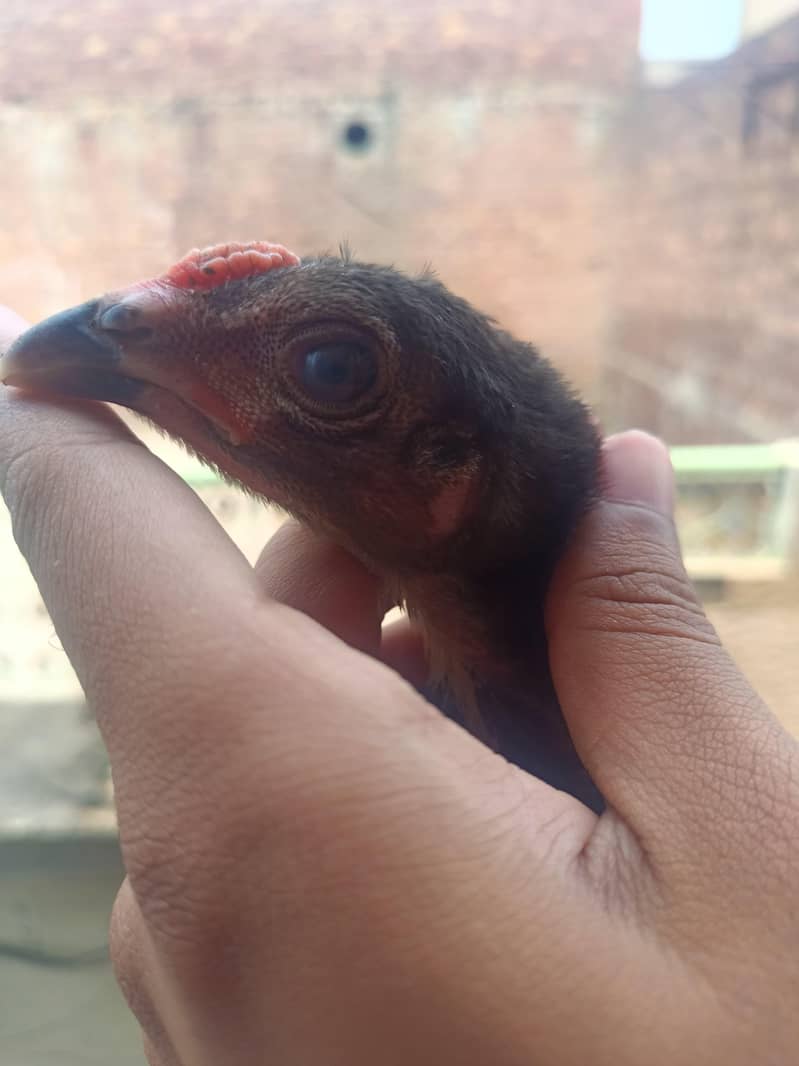 BURMI CHICKS 3