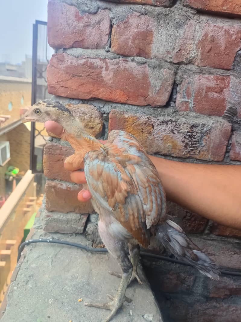 BURMI CHICKS 5