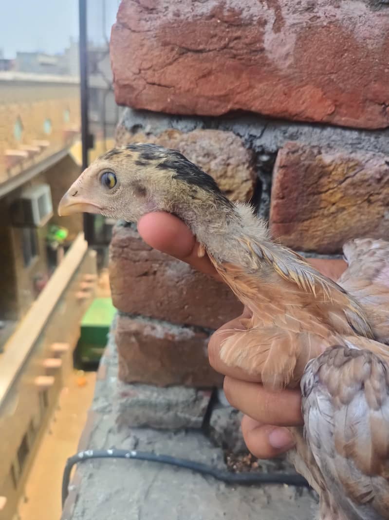 BURMI CHICKS 6