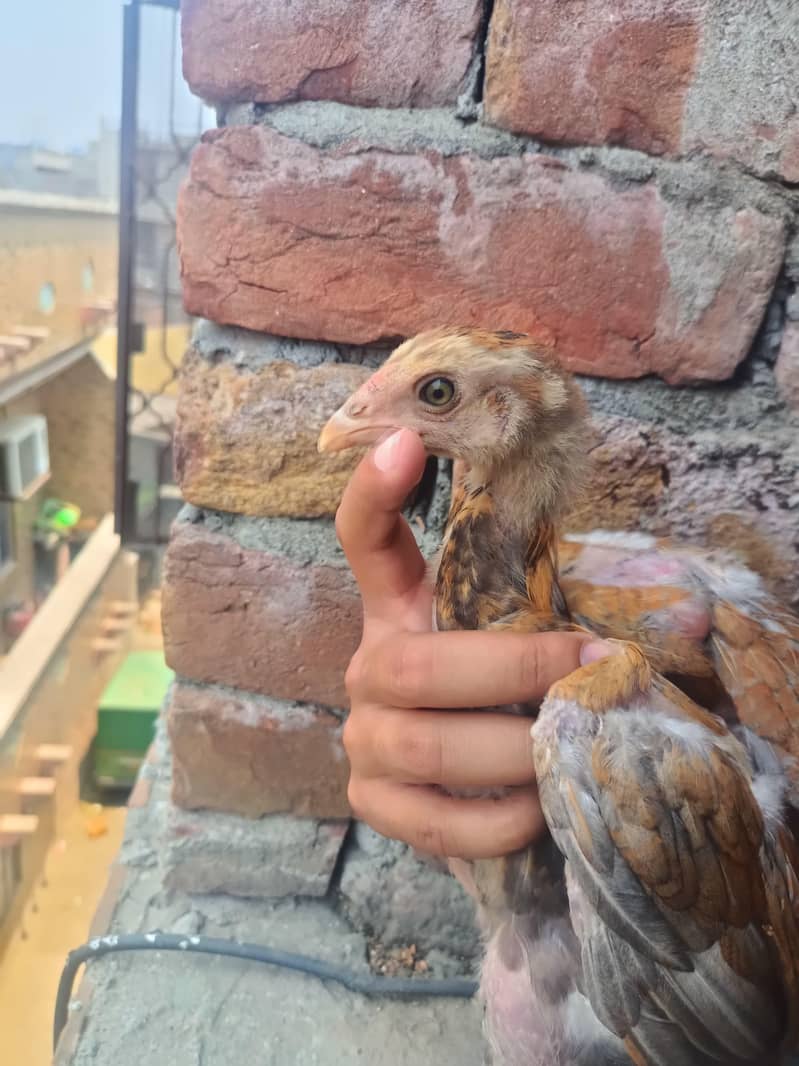 BURMI CHICKS 8