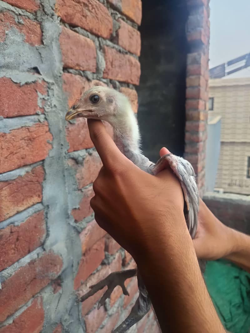 BURMI CHICKS 9