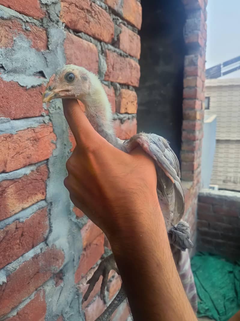 BURMI CHICKS 10