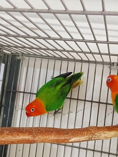 love bird green opline pair