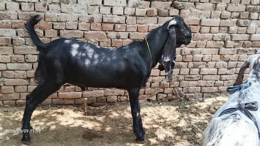 2 dant bkry healthy and active, 1 bkra  150000