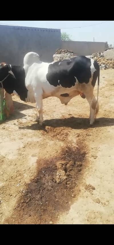 bull for sale