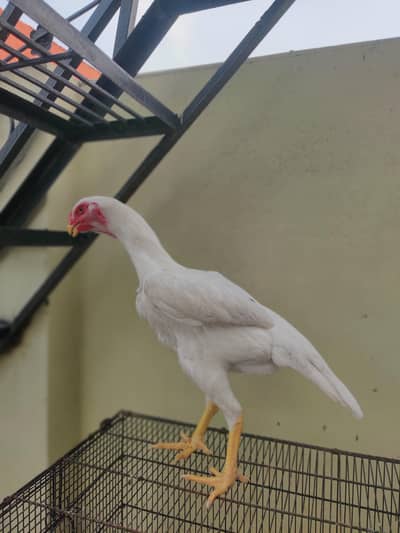 White O shamo 1 male 3 females