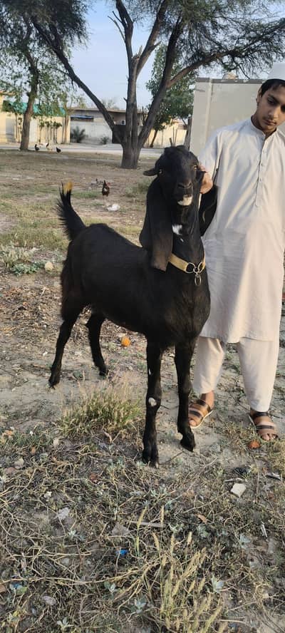 KHASI BAKRA 75kg weight