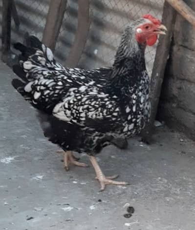 1 Wyandotte female, 1 polish male & 2 fancy mix breed females and whit