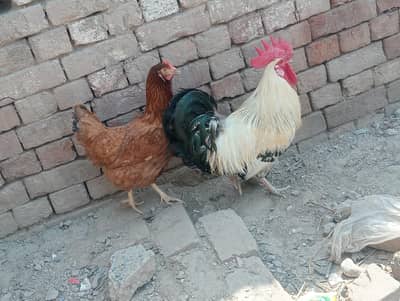 Murgi Egg pa ha
