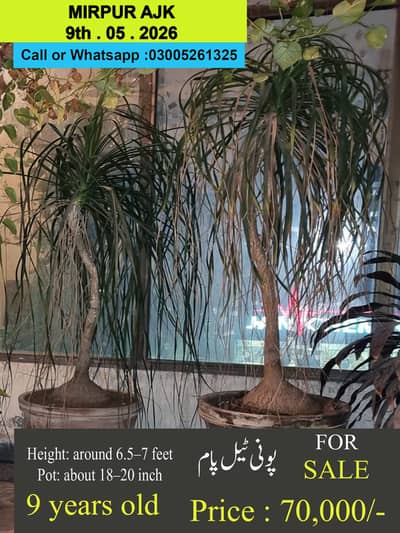 Poni Tail Palm for Sale in MIRPUR Azad Kashmir