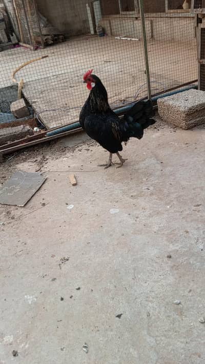 English Game| Bantam| Rose Comb| Fancy