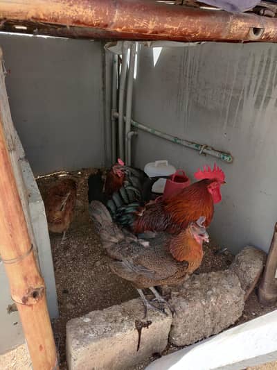 cock and 3 hen