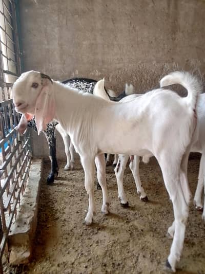 Bakra for sale