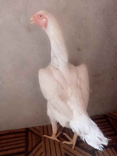 white shamo hen 03034062599
