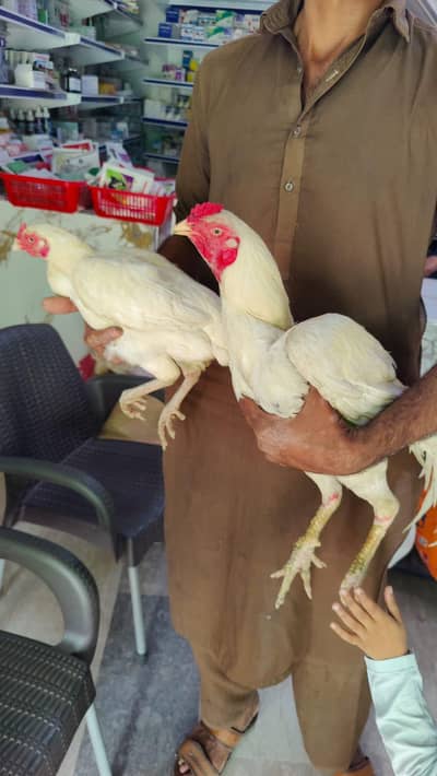 white heera aseel / Thai aseel