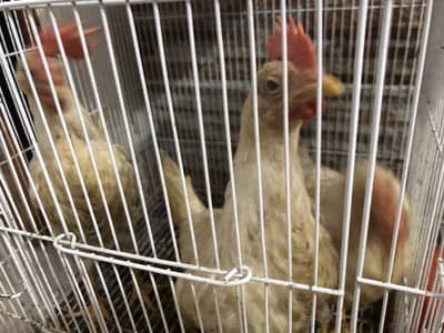 3 chickens for sale