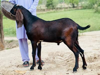 Pure desi betal Bakra 2 Dantl For Sale 03027125208