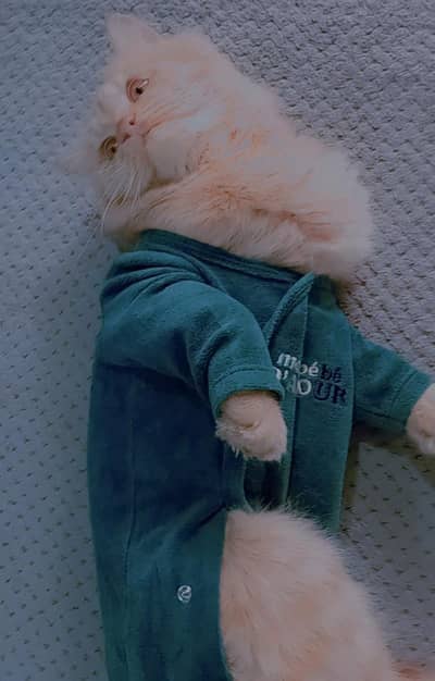 fluffy persian cat looking for a loving  home