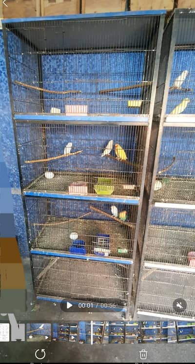 Birds cages