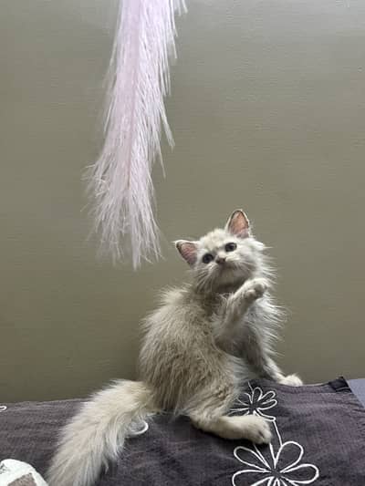 Persian kitten