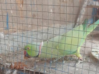 Breeding ke liye pura taiyar hai