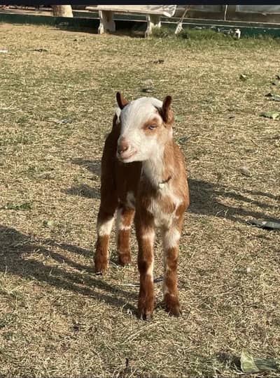 Gulabi teddy lal abluk bakra goat