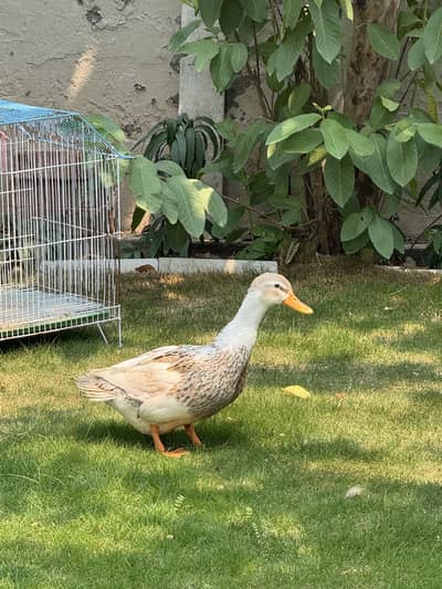 female duck