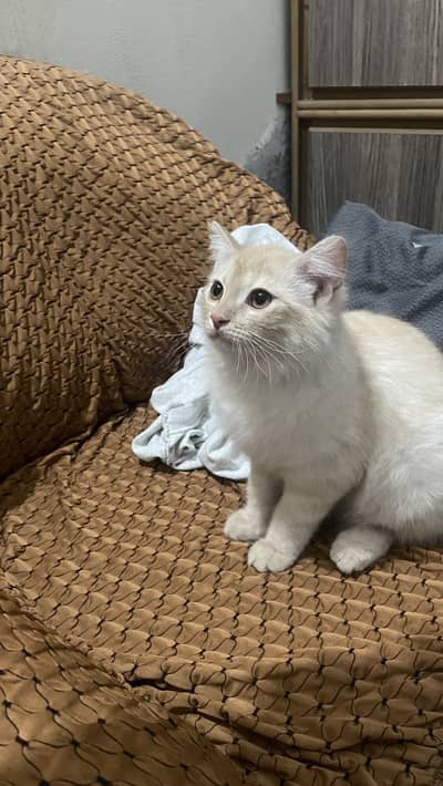 Male cat