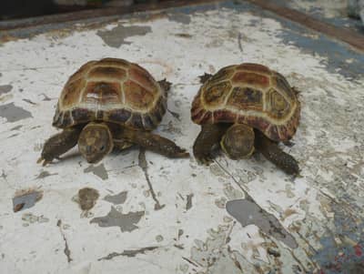 turtles