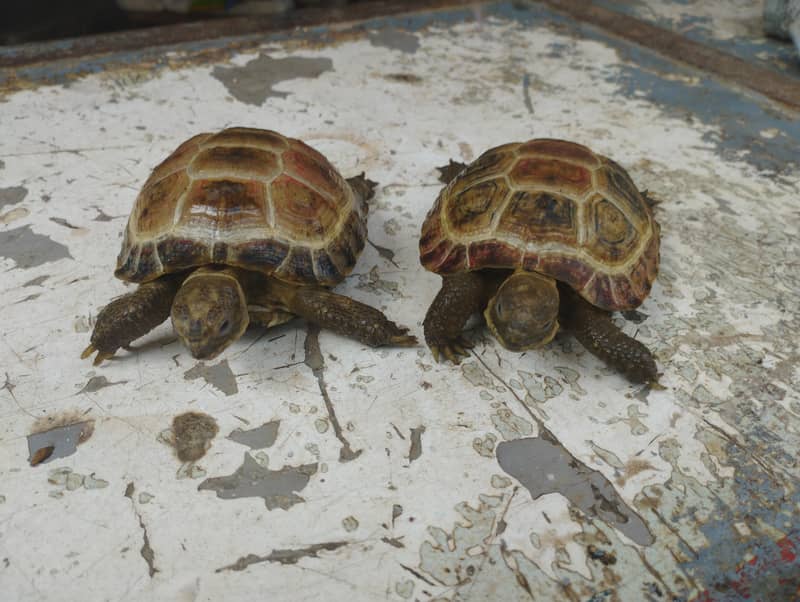 turtles 0