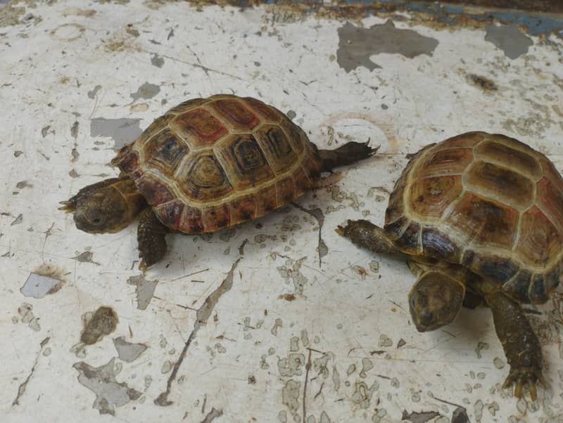 turtles 1